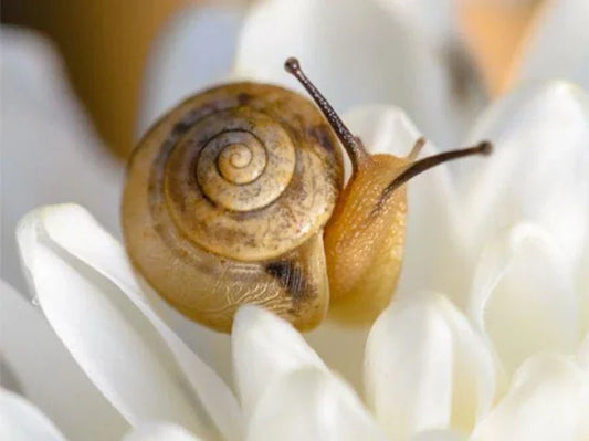 Baba de Caracol en el Skincare Coreano.